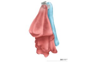 Double Robe Hook 8511 showing artists impression with bath robes